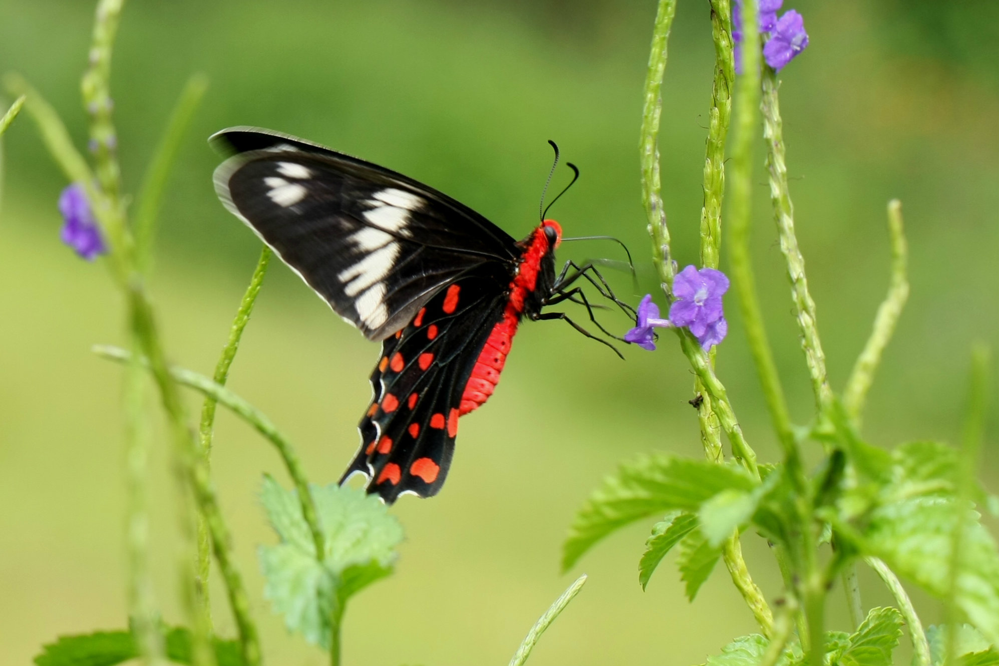 Papilionidea